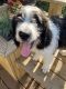 Other Puppies for sale in Ephrata, PA 17522, USA. price: NA