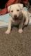 Other Puppies for sale in 801 S Charlotte Ave, Sioux Falls, SD 57103, USA. price: $75