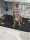Other Puppies for sale in Lehigh Acres, FL 33971, USA. price: $400