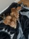 Other Cats for sale in Fayetteville, NC 28303, USA. price: NA