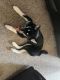 Other Puppies for sale in Fruitville, FL, USA. price: NA