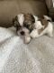 Other Puppies for sale in Easley, SC, USA. price: NA