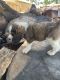 Other Puppies for sale in Pekin, IL, USA. price: NA