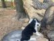 Other Puppies for sale in Pekin, IL, USA. price: $750