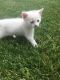Other Cats for sale in Lancaster, PA, USA. price: NA