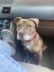 Other Puppies for sale in Troy, NY, USA. price: NA