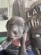 Other Puppies for sale in Mt Sterling, KY 40353, USA. price: NA