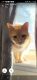 Other Cats for sale in Farmington Hills, MI, USA. price: NA