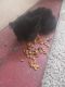 Other Cats for sale in Indianapolis, IN 46222, USA. price: $400