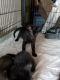 Other Cats for sale in Hemet, CA, USA. price: $3,000