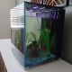 Other Fishes for sale in Thousand Oaks, CA 91360, USA. price: NA
