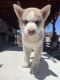 Other Puppies for sale in Merced, CA, USA. price: NA