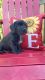 Other Puppies for sale in Douglasville, GA 30134, USA. price: $150