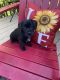 Other Puppies for sale in Douglasville, GA 30134, USA. price: NA