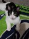 Other Cats for sale in Yelm, WA, USA. price: NA