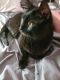 Other Cats for sale in Yelm, WA, USA. price: $50