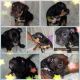 Other Puppies for sale in Methuen, MA 01844, USA. price: NA