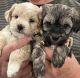 Other Puppies for sale in Verdemont, San Bernardino, CA 92407, USA. price: $1,000