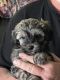 Other Puppies for sale in Verdemont, San Bernardino, CA 92407, USA. price: $1,000