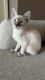 Other Cats for sale in Tampa, FL, USA. price: $600