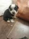 Other Puppies for sale in Broken Bow, OK 74728, USA. price: $600