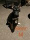 Other Puppies for sale in Owatonna, MN, USA. price: $300