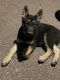Other Puppies for sale in Owatonna, MN, USA. price: NA