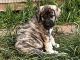 Other Puppies for sale in North Branch, MN, USA. price: $800