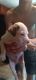 Other Puppies for sale in Live Oak, FL, USA. price: $50