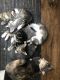 Other Cats for sale in Downey, CA, USA. price: $20