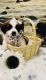 Other Puppies for sale in Whitesboro, NY 13492, USA. price: NA