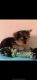 Other Puppies for sale in Pensacola, FL 32505, USA. price: NA