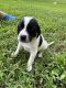 Other Puppies for sale in Pontotoc, MS 38863, USA. price: NA