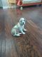 Other Puppies for sale in Douglasville, GA, USA. price: $2,500