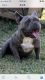 Other Puppies for sale in Mesquite, TX, USA. price: NA