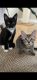 Other Cats for sale in Federal Way, WA, USA. price: $150