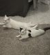 Other Cats for sale in Lynden, WA 98264, USA. price: $40