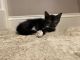 Other Cats for sale in Southampton, MA, USA. price: $250