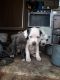 Other Puppies for sale in La Sal, UT 84530, USA. price: NA