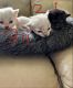 Other Cats for sale in Mount Vernon, WA, USA. price: $900