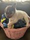 Other Puppies for sale in San Diego, CA, USA. price: $400