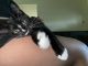 Other Cats for sale in Tigard, OR 97223, USA. price: $450