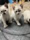 Other Cats for sale in Fairbanks, AK, USA. price: $150