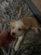 Other Puppies for sale in Glendale, AZ, USA. price: $50