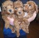 Other Puppies for sale in Glendale, AZ 85308, USA. price: $1,850