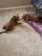 Other Puppies for sale in Raleigh, NC 27606, USA. price: $600