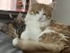 Other Cats for sale in Renton, WA, USA. price: NA