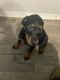 Other Puppies for sale in Gulf Breeze, FL, USA. price: $600