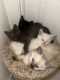 Other Cats for sale in Wolcott, CT 06716, USA. price: $250