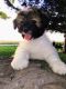Other Puppies for sale in Pontiac, IL 61764, USA. price: $1,000